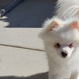 Maltipoos and Pomeranians from Ericka Rager's Maltipoos and Pomeranians