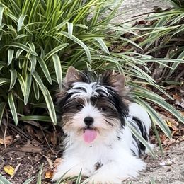 Biewer Terrier Puppies from Sweet Southern Puppies