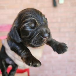 AKC Woodstock - Sable male Cocker Spaniel puppy in New Market, Tennessee from Down in the Holler
