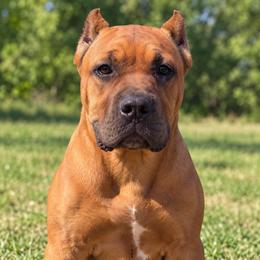 Light Blue Collar Girl - AKC and ICCF - Brea x Chief 2026 A Litter - Fawn female Cane Corso puppy in Gorman, Texas from McOmber Country Kennels