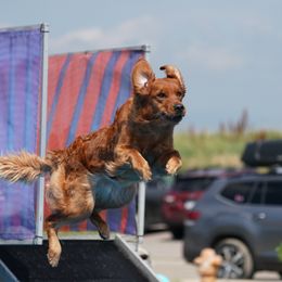 Zena  - Golden Retriever