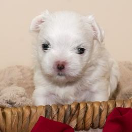 Maltese from Royal Korean Maltese