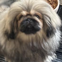 Pekingese All Grown Up from Ven-Mar Pekingese