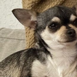Cricket - Chihuahua