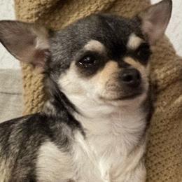 Cricket - Chihuahua