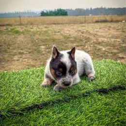 N-4 - Blue speckled male Australian Cattle Dog puppy in Spokane, Washington from 4D Cattle Dogs