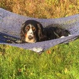 English Springer Spaniel Puppies from Ledge N' Tree English Springer Spaniels
