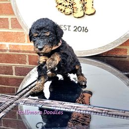 Mia Toretto - Phantom female Goldendoodle puppy in Trinity, North Carolina from Gallimore Doodles