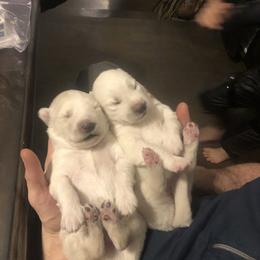 Siberian Husky Puppies from Addison Grove Huskies