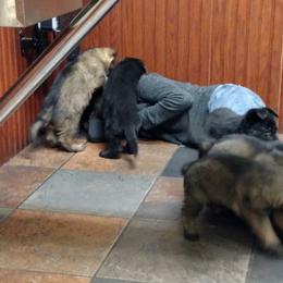 German Shepherd Puppies from Von der Mueller-Hof