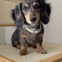 Dachshund Puppies from Longboard Dachshunds