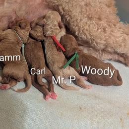 Woody - Green Collar - Red  male Goldendoodle puppy in Citrus Heights, California from Grandpaw's Golden Doodles