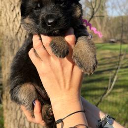 Chanel - Black and red female German Shepherd puppy in Harvard, Illinois from Aus Dem Meer German Shepherds