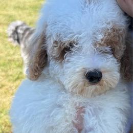 Liberty - Parti male Poodle puppy in Greensburg, Kentucky from Doodle Me Crazy
