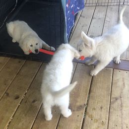 Golden Retriever Puppies from Reel Ridge Farm