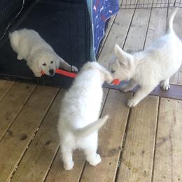 Golden Retriever Puppies from Reel Ridge Farm