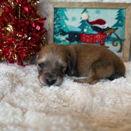 Puppy 3 - Cream male Dachshund puppy in Perryville, Maryland from Heavenly Heritage Dachshunds and Doods