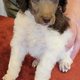 Poodle Puppies from Chapel Hill Poodles
