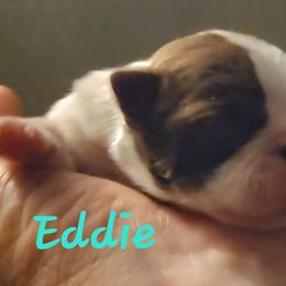 Eddie - Red male Boston Terrier puppy in Lexington, Indiana from NanzBostz