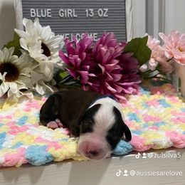 Aussiedoodle and Australian Shepherd Puppies from Loving Puppy Paws Kennel