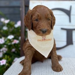 Red Collar Boy - Red  Goldendoodle puppy in Los Alamitos, California from Given Doodles