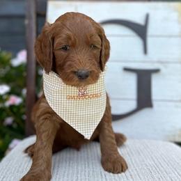 Red Collar Boy - Red  Goldendoodle puppy in Los Alamitos, California from Given Doodles