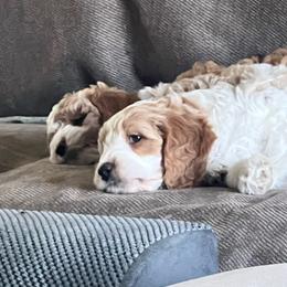Dolly - Blenheim female Cavapoo puppy in Columbus, Montana from Montanas Mountain Bernedoodles