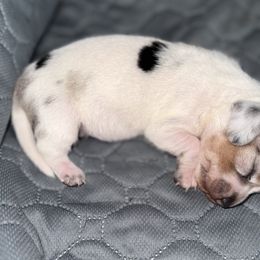Lucky - Piebald female Dachshund puppy in Las Vegas, Nevada from Dachshund House