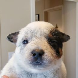 Boy 3 - Blue mottled male Australian Cattle Dog puppy in Lenoir, North Carolina from Blue Coyote Ranch