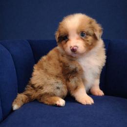 Brigid - Red merle female Australian Shepherd puppy in Dulzura, California from Windsong Ranch Aussies