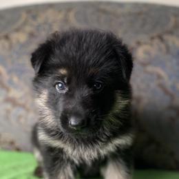 Lime collar boy - Black and tan male German Shepherd puppy in Coleta, Illinois from Four Leaf Farm- Vom Vierblättriges Bauernhof