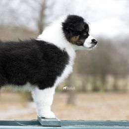 Australian Shepherd Puppies from Riverlook Australian Shepherds