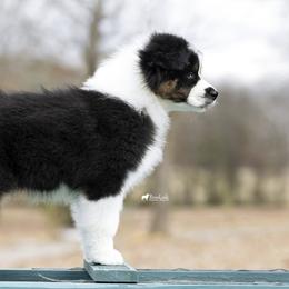Australian Shepherd Puppies from Riverlook Australian Shepherds