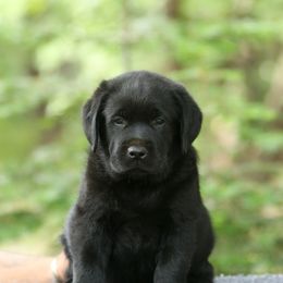 Labrador Retriever Puppies from Niall’s Labrador Retrievers