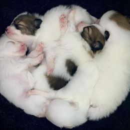 Pomeranians from Cloud9