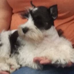 Chief - Miniature Schnauzer