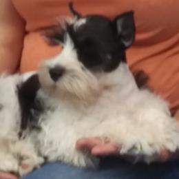 Chief - Miniature Schnauzer