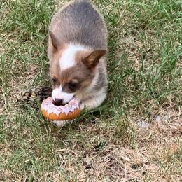 Harley Quinn - Sable female Pembroke Welsh Corgi puppy in Millsap, Texas from Punchy Pembroke Ranch