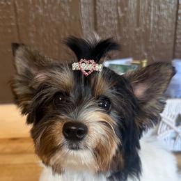 Bindi 3,800 - Black tan and white female Biewer Terrier puppy in Fayette County, Ohio from Happy Tails