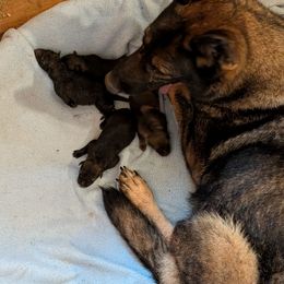 Girl 4 - Sable female German Shepherd puppy in Springtown, Texas from Odom's German Shepherds
