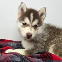 Emmie - Red and white female Siberian Husky puppy in Kansas City, Missouri from Anuun's Huskies