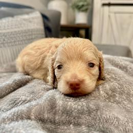 Ivory- 3250 - Cream female Dachshund puppy in Biloxi, Mississippi from Southern Doxies