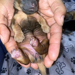 Dachshund Puppies from Sassy Kat’s Dachshunds
