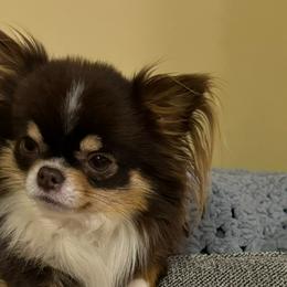 Gizmo - Chihuahua
