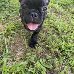 Lady - Black and white female French Bulldog puppy in Alpharetta, Georgia from Nicks French Villa
