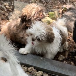QT - Liver and white female Shih Tzu puppy in Troup, Texas from Pistol Pups LLC