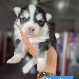 Dayton - Black and white male Pomsky puppy in Mc Callsburg, Iowa from SZ Rolling Acres LLC