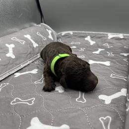 Nestlé - Black male Barbet puppy in New Bedford, Massachusetts from Barbie's Barbets