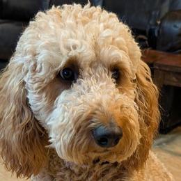 Goldendoodles from Megan Morrow