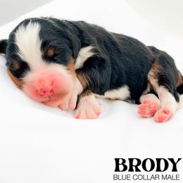 Brody - Tri-color male Bernedoodle puppy in Tipton, Indiana from Country Creek Doodles